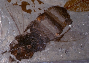 Fossile Honigbiene (Apis armbrusteri)